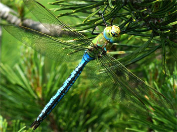 Anax empereur - Male