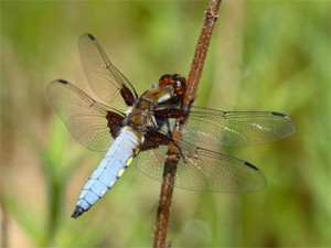 Libellule Deprimee (Male)